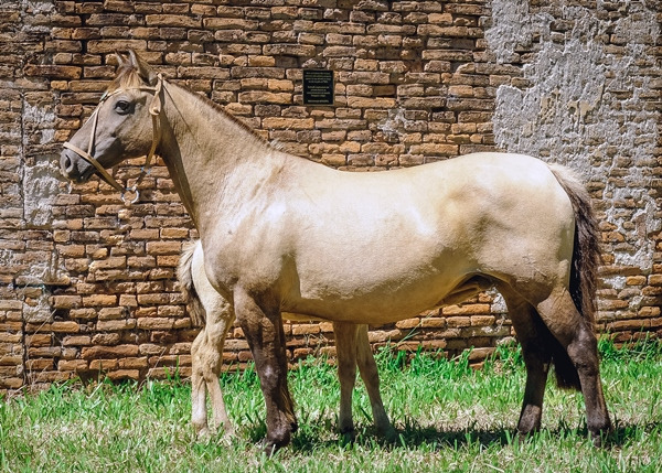 Remate Virtual de Fundamento coloca à venda cavalos Crioulos-1