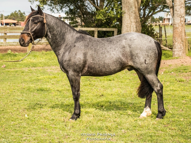 Genética campeã em pista durante o Redomão Crioulo do Sul-1