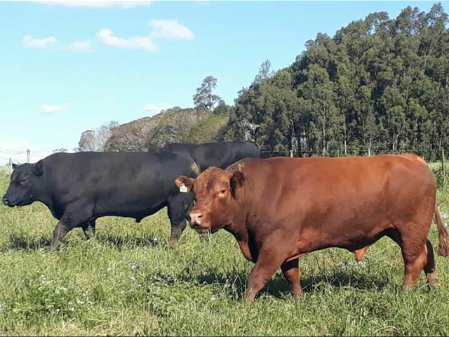 Remate oferta animais das raças Angus, Devon e Crioula-1