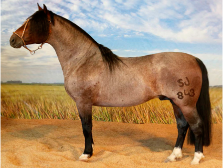 Cabanha São João oferta 41 lotes de Cavalo Crioulo em Esteio (RS)-1