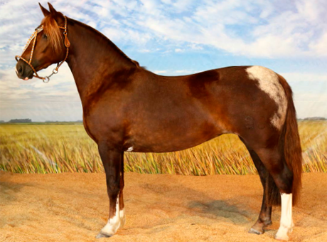 Cabanha São João oferta 41 lotes de Cavalo Crioulo em Esteio (RS)-1