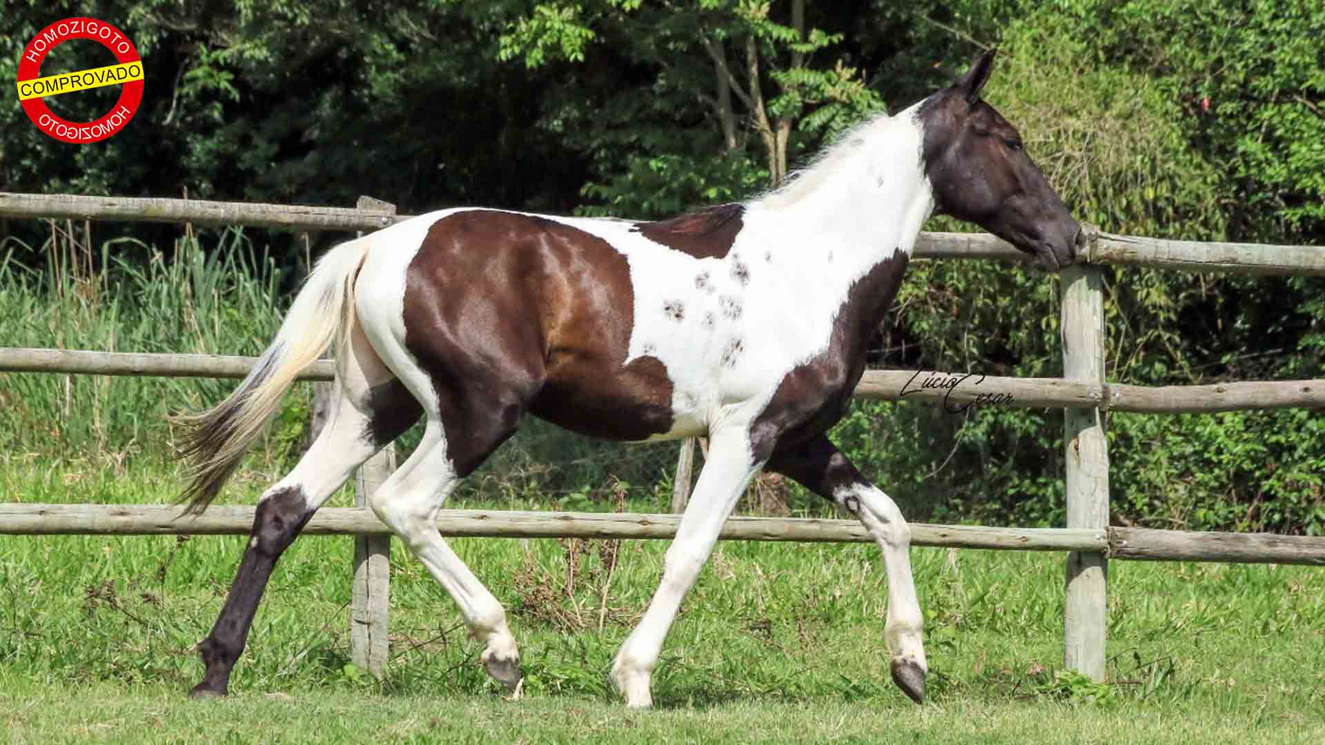 II Leilão Virtual Genética Toulon oferta animais Mangalarga Marchador-1