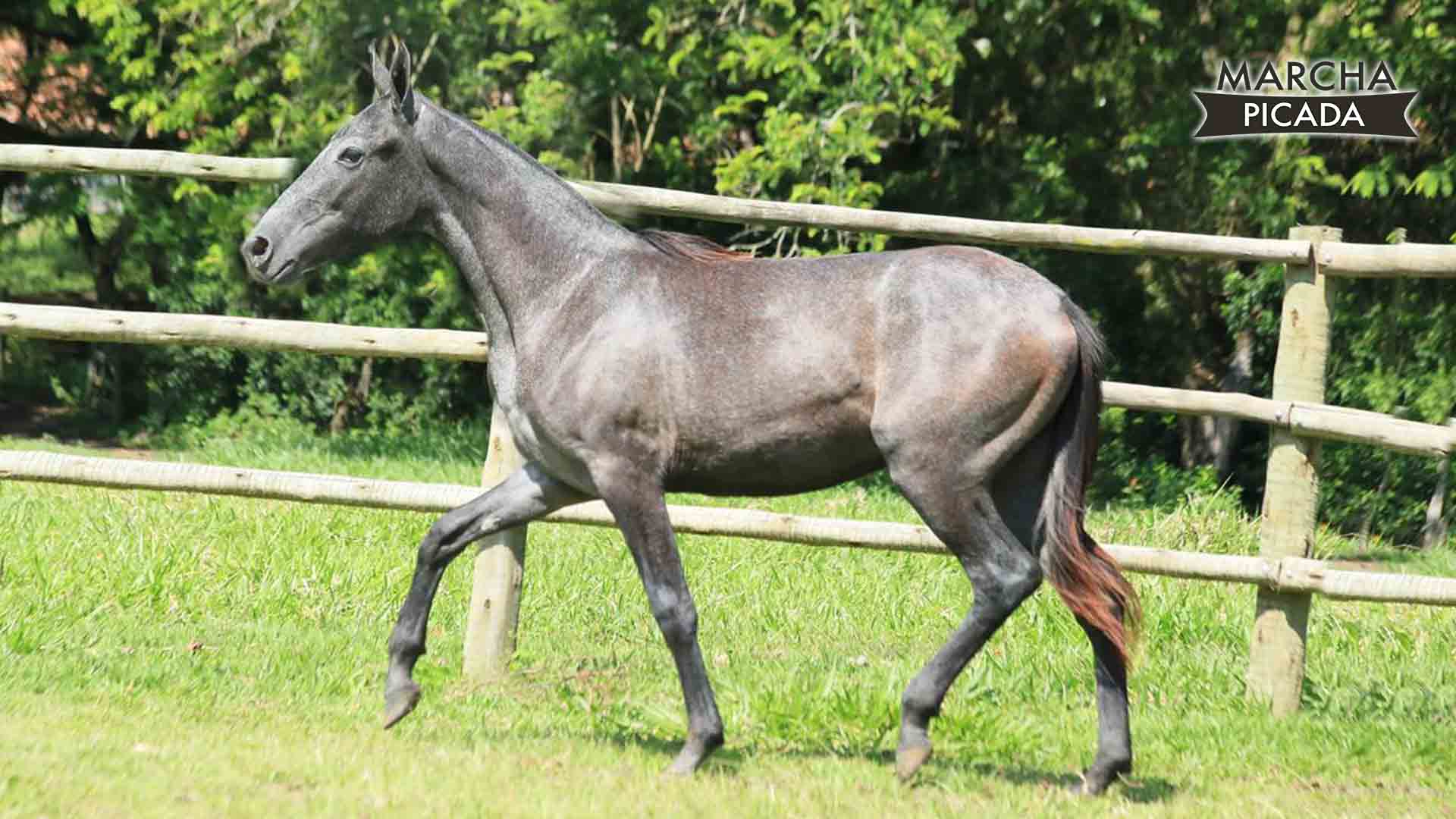 II Leilão Virtual Genética Toulon oferta animais Mangalarga Marchador-1