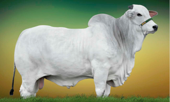 Xuab Agropecuária oferta 60 lotes de Nelore PO-1