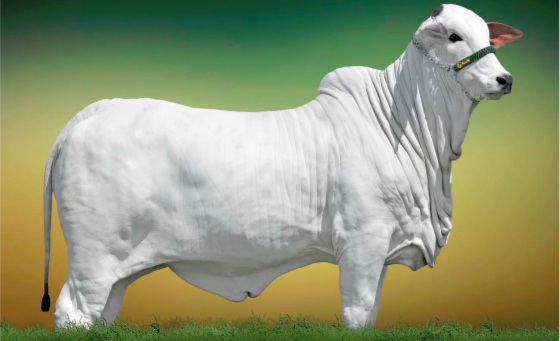 Xuab Agropecuária oferta 60 lotes de Nelore PO-1
