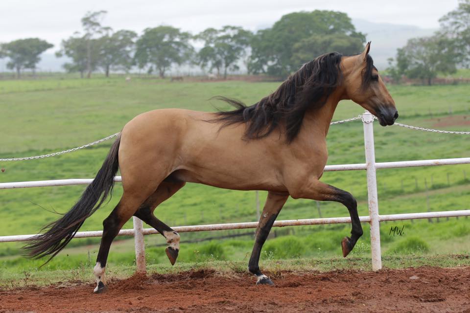 Fazenda Ilha da Chapada - Alfenas oferta 36 lotes da raça Campolina-1