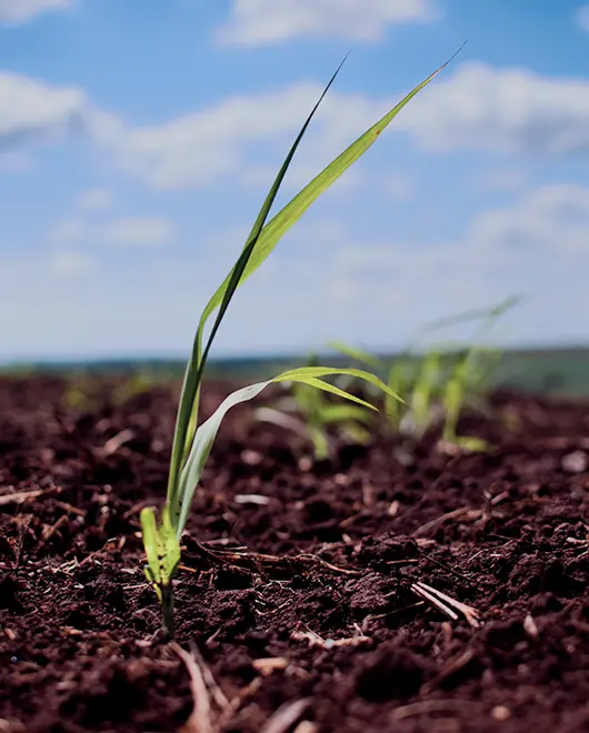 In our bioenergy parks, we produce ethanol.
