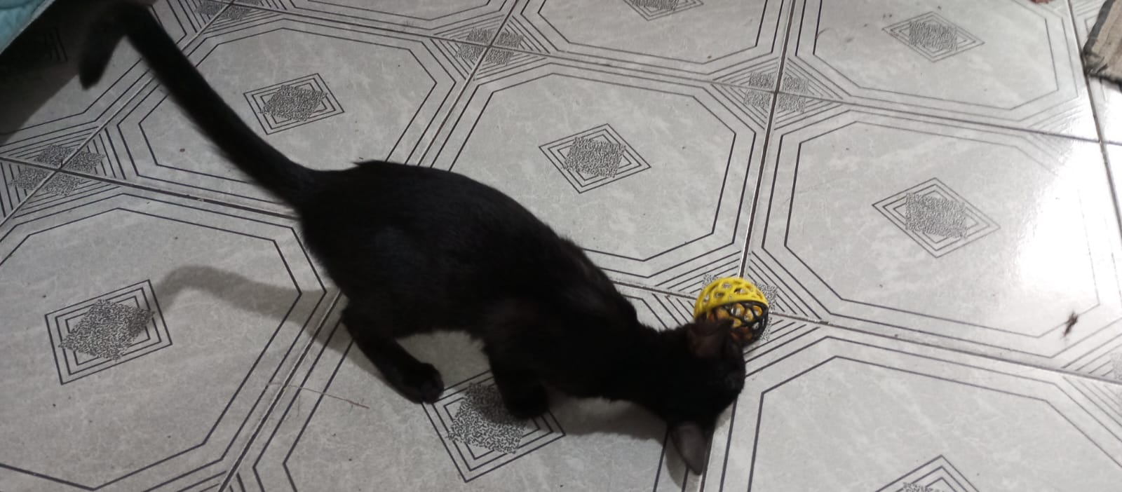 Brinquedo de Gato Bola de Gato