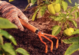 Ancinho Metálico com 3 Dentes para Jardinagem Tramontina com Cabo de Madeira - 