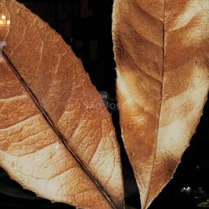 Conjunto Quadro Tela de Vidro - São José Store - 