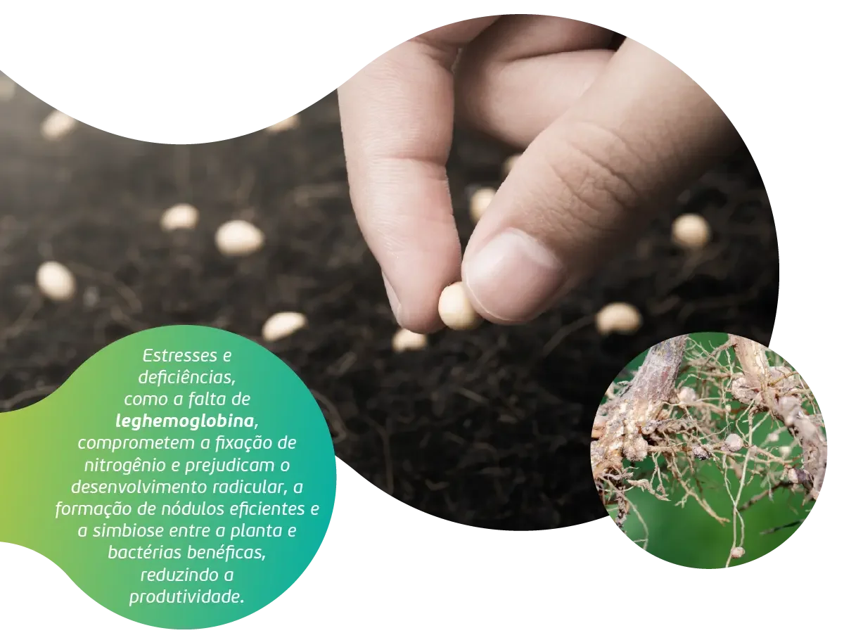 TS e Sulco de Plantio