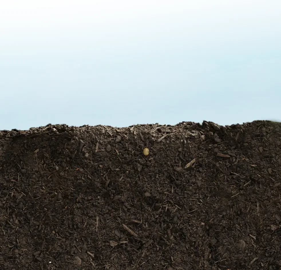 TS e Sulco de Plantio