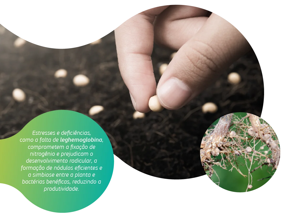 TS e Sulco de Plantio