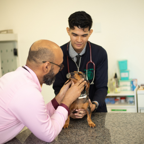 Apoio Técnico do Diagnóstico ao Cuidado