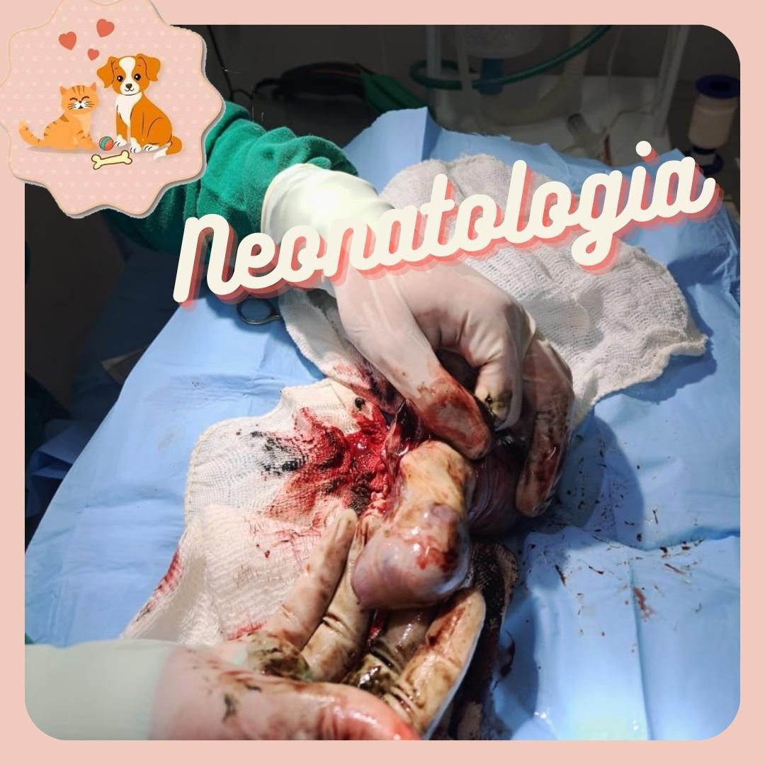 Neonatologia