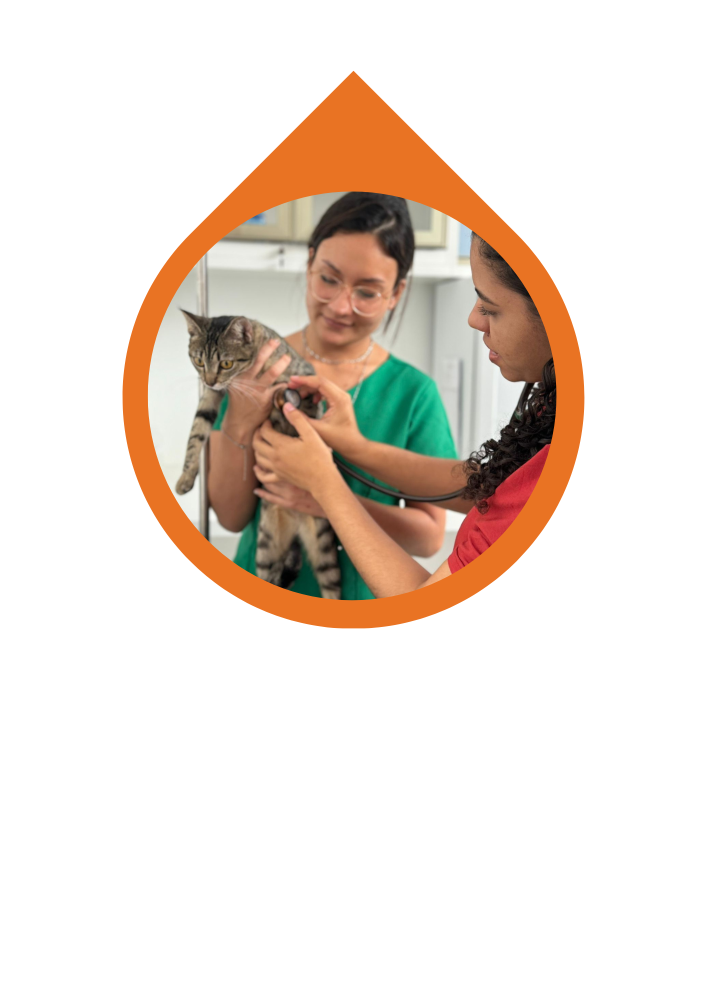 Atendimento de Felinos