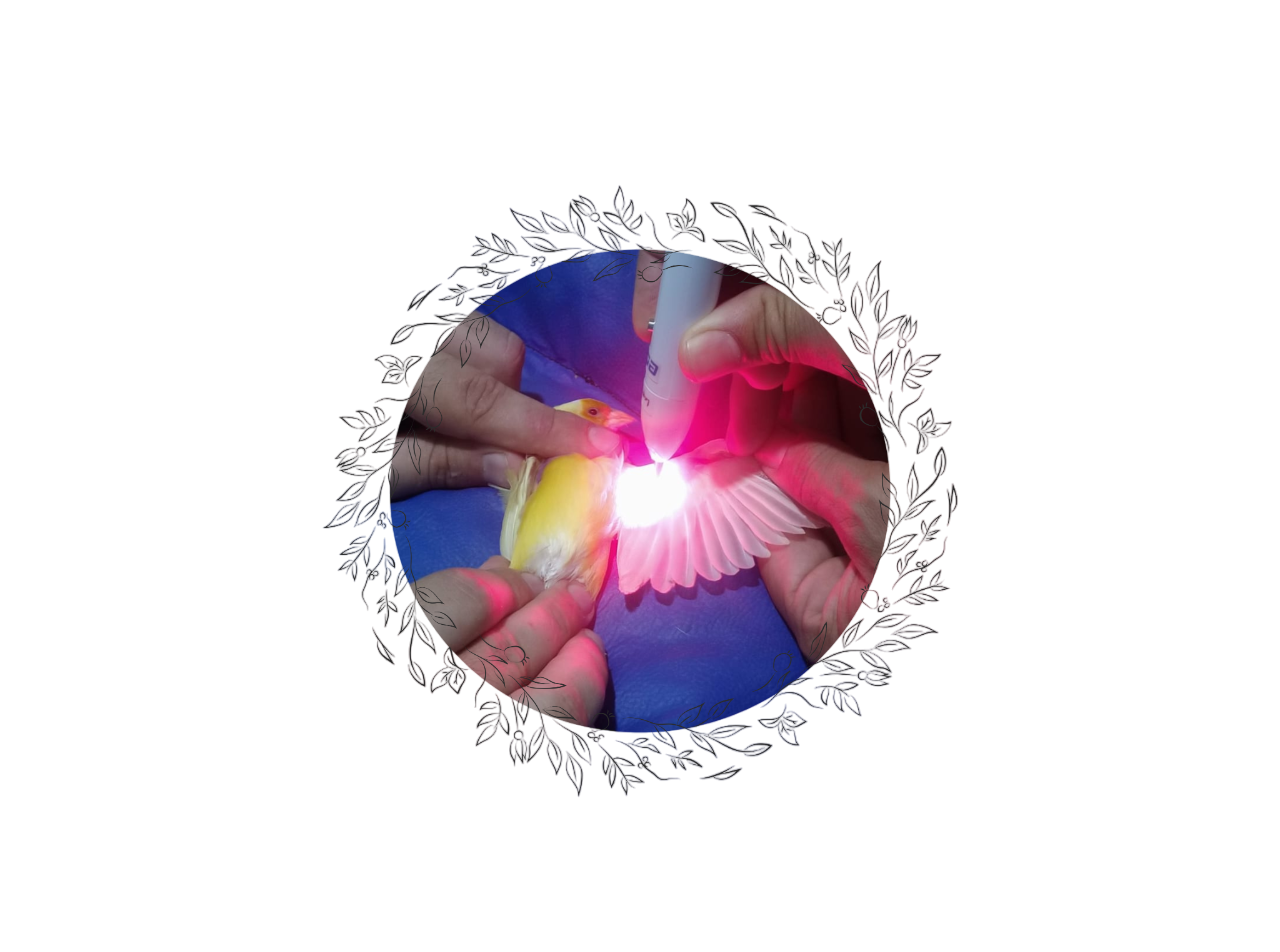 Laserterapia e ozonioterapia