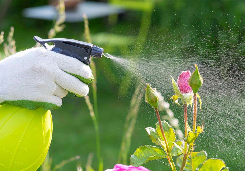 Plantas exigem cuidados manutenção contínuos
