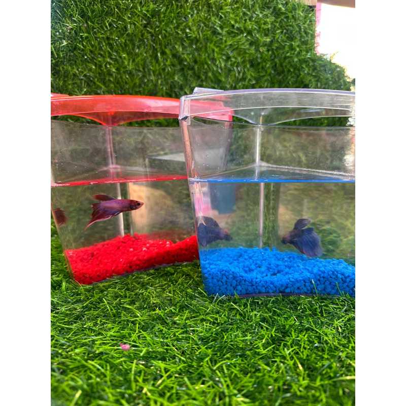 Peixe Betta Macho
