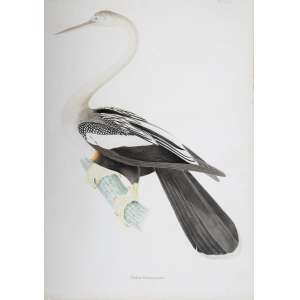 <b>DESCOURTILZ, Jean-Théodore - Plotus Melanogaster</b><br><br>aquarela s/ papel, tit. centro inf. e com inscrição “unpublished drawing/84” sup. dir.<br>Procedência: ex-coleção Embaixador Joaquim de Sousa Leão<br>62 x 44 cm