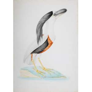 <b>DESCOURTILZ, Jean-Théodore - Cancroma Cochlearia</b><br><br>aquarela s/ papel, tit. centro inf. e com inscrição “unpublished drawing/77” sup. dir.<br>Procedência: ex-coleção Embaixador Joaquim de Sousa Leão<br>62 x 44 cm