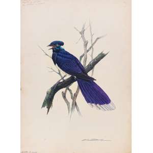 <b>ETIENNE DEMONTE - Quem-Quem</b><br><br>aquarela s/ cartão, ass. inf. dir. e com inscrições do impressor a lápis inf. esq. e sup. esq.<br> prancha original usada para impressão do livro “Aves Tropicais Brasileiras <br> 50 x 36,5 cm