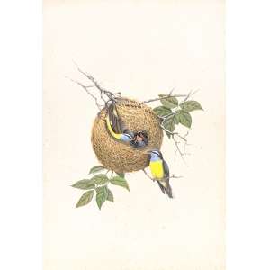 <b>ETIENNE DEMONTE - Mariquita de Peito Amarelo</b><br><br>aquarela s/ papel, ass. e dat. 1985 lat. esq.<br> prancha original usada para impressão do livro “Aves Tropicais Brasileiras <br> 50 x 40 cm