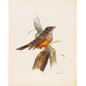 <b>ETIENNE DEMONTE - Sabiá-Laranjeira</b><br><br>aquarela s/ papel, ass. e dat. 1973 inf. dir.<br> prancha original usada para impressão do livro “Aves Tropicais Brasileiras <br> 55 x 38 cm