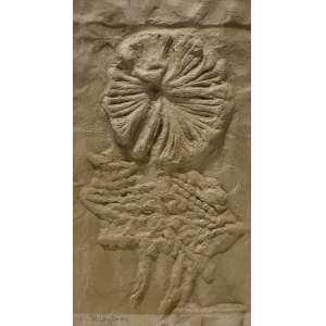 <strong>KRAJCBERG, Frans - Folhagem</strong><br><br>gravura impressa e moldada em papel gessado, ass. inf. esq.<br>45 x 24,5 cm