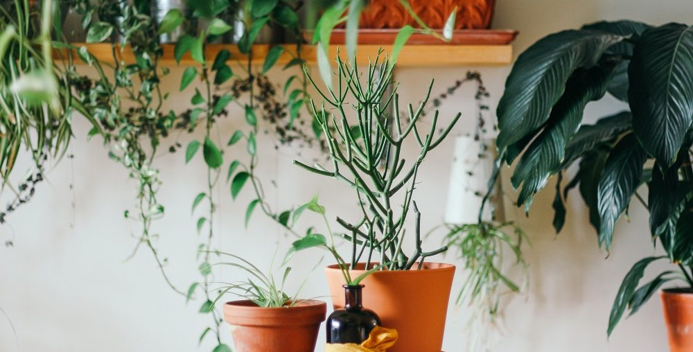 como fazer um jardim vertical, dicas jardim vertical
