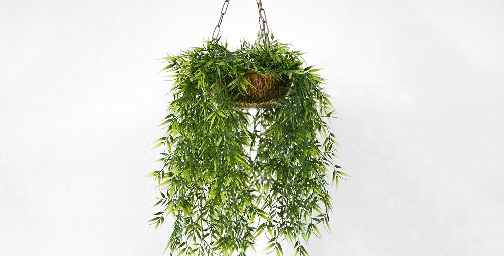 como fazer um jardim vertical, plantas para jardim vertical