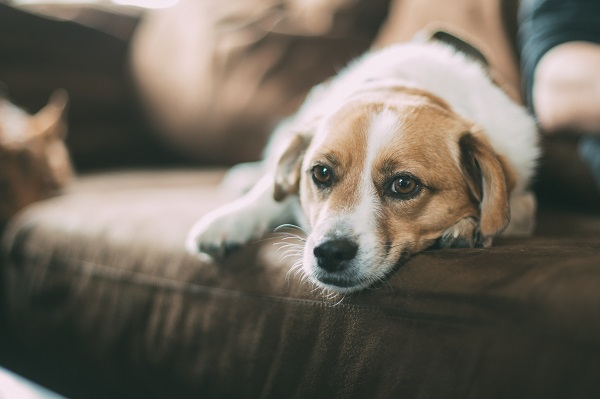 como tirar cheiro de xixi de cachorro, xixi de cachorro