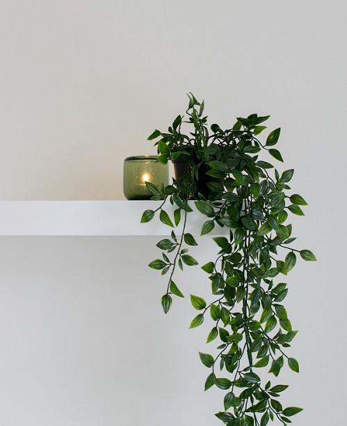 como umidificar o ar, plantas para umidificar o ar