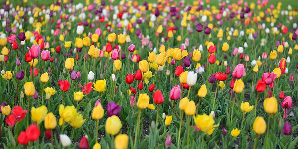 Florais funcionam