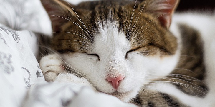 Reiki em animais