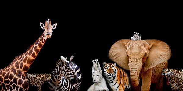 soñar con animales