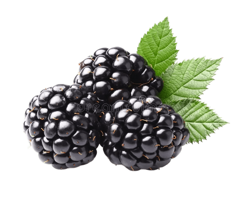 AMORA FRESCA 100G
