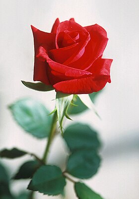 Rosa Vermeha