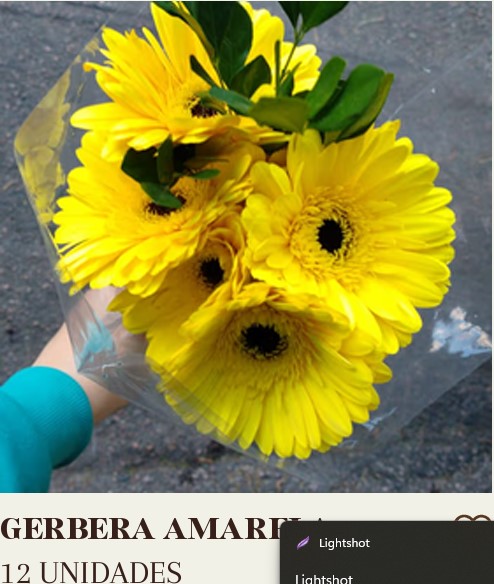 GERBERA AMARELA COM 12 UNIDADES