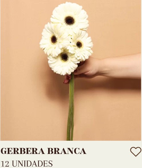 GERBERA BRANCA COM 12 UNIDADES
