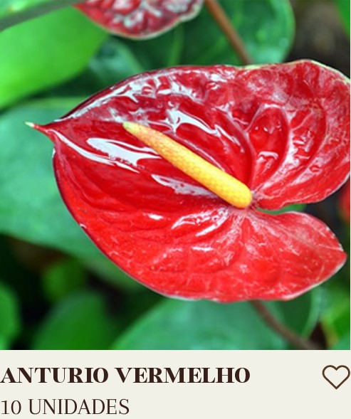 ANTURIO VERMELHO 10 UNIDADES