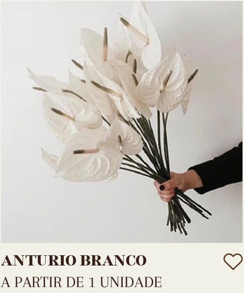 ANTURIO BRANCO UNIDADE