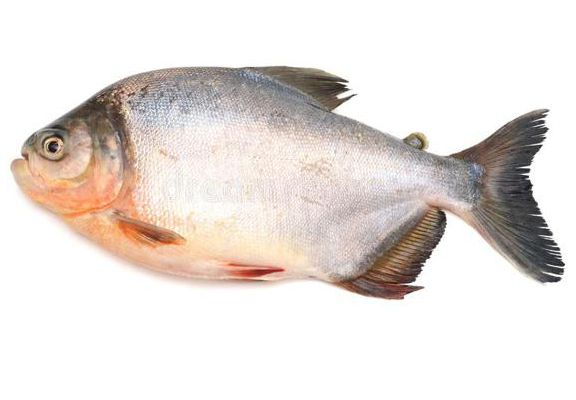 PEIXE KG