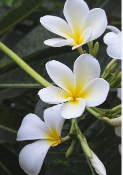 FLORES NATURAIS PLUMERIA