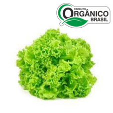 ALFACE CRESPA MONJOLINHOS 
