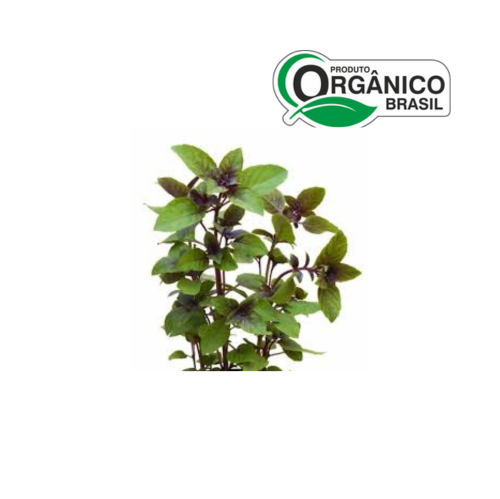 MANJERICÃO ROXO ORGÂNICO