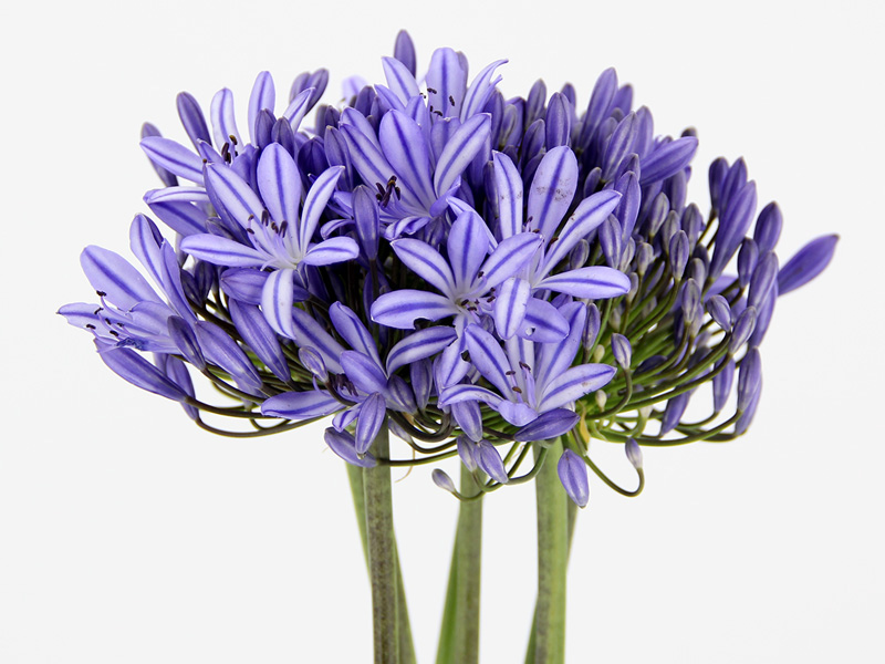 CINERARIA