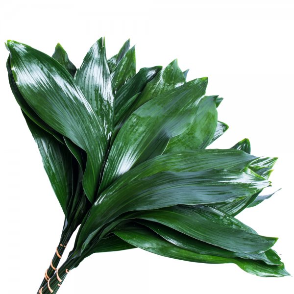 FOLHAGEM ASPIDISTRA