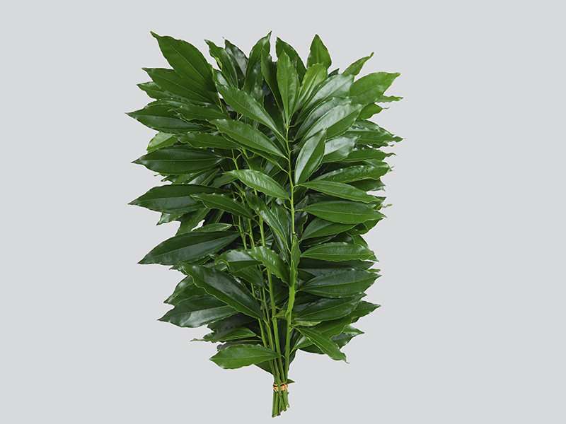 FOLHAGEM COCCULUS