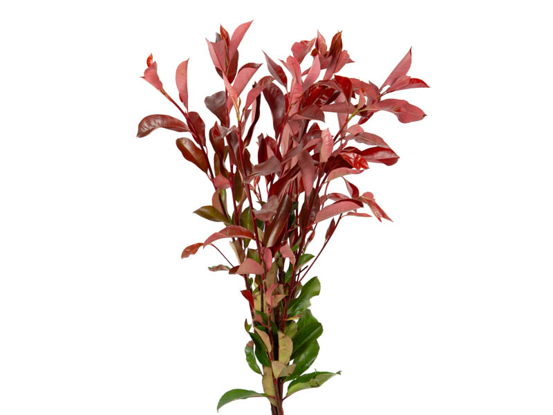 FOLHAGEM PHOTINIA VERMELHO